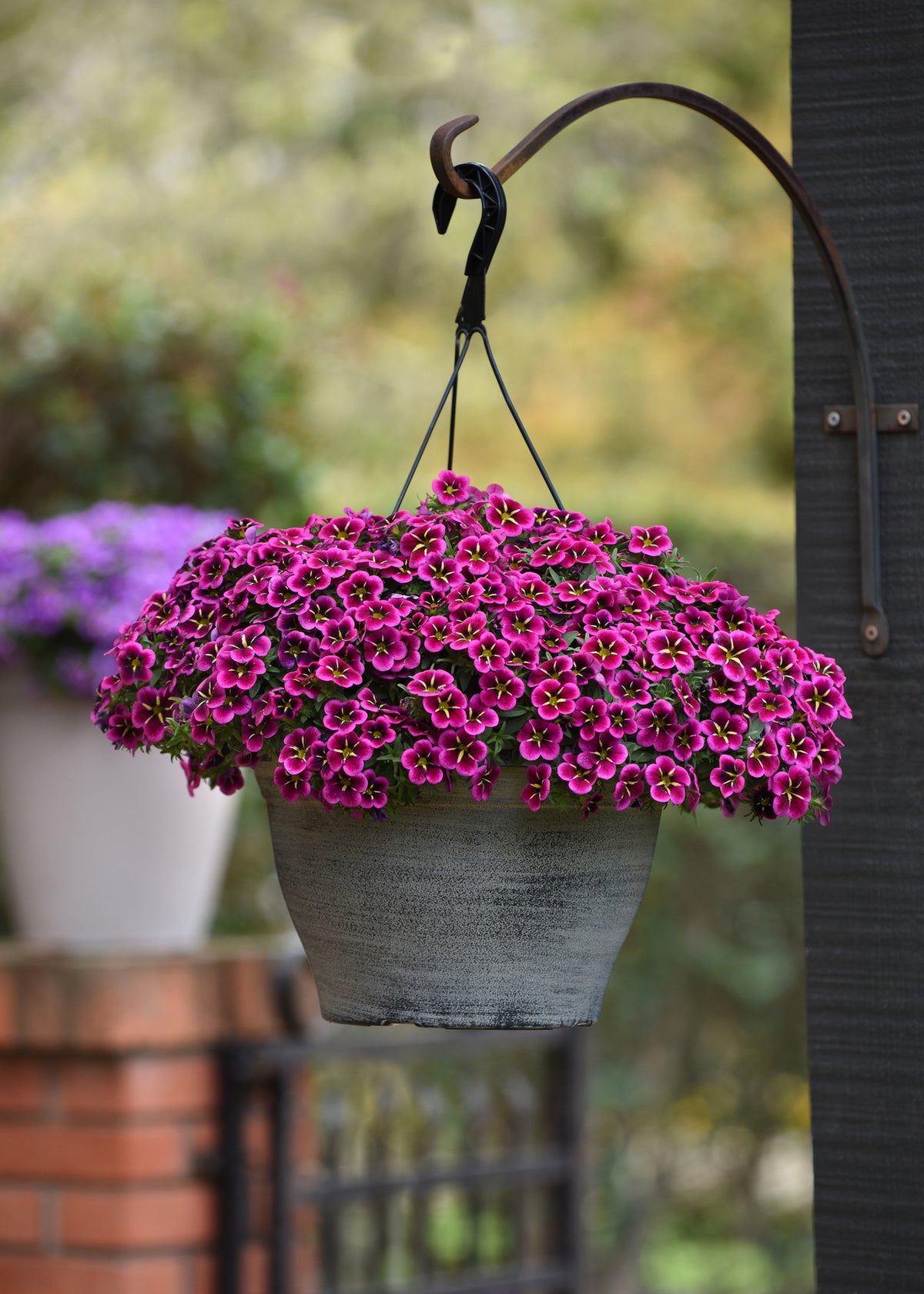 Calibrachoa (mini-petunia)