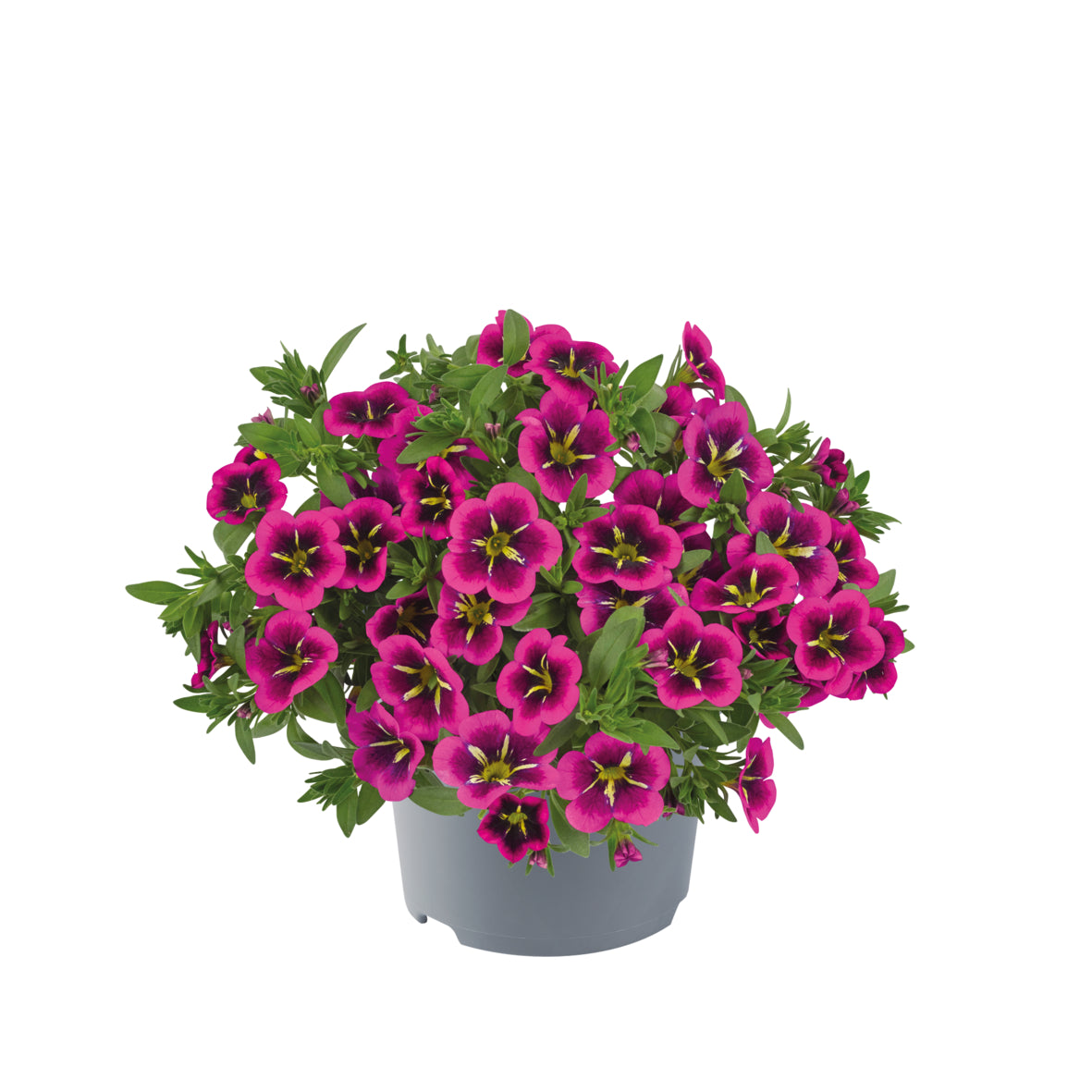 Calibrachoa (mini-petunia)