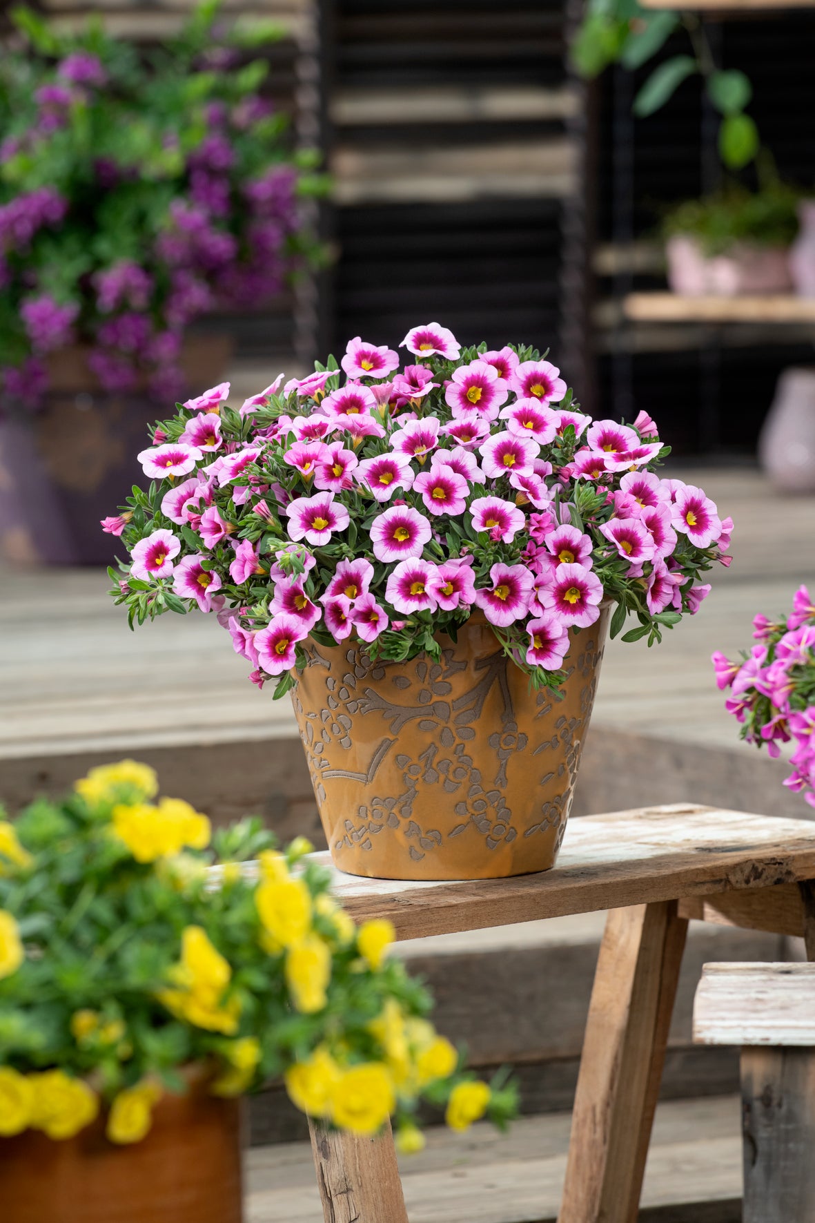 Calibrachoa (mini-petunia)