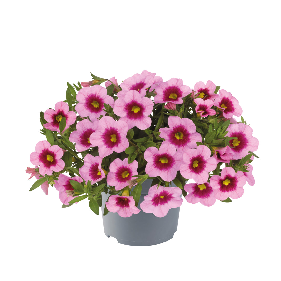 Calibrachoa (mini-petunia)