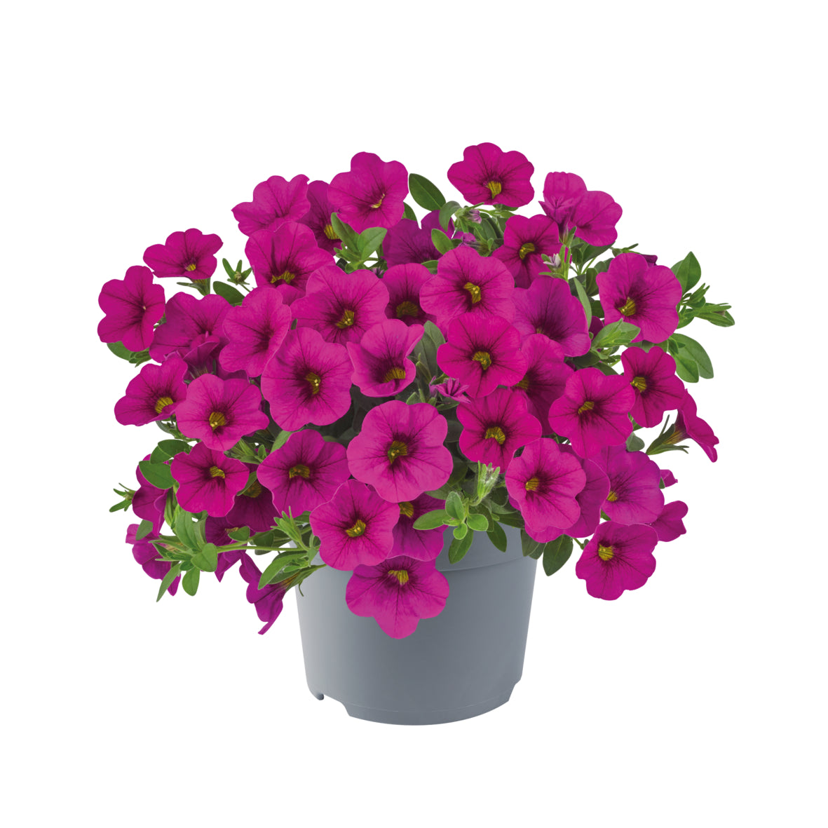 Calibrachoa (mini-petunia)