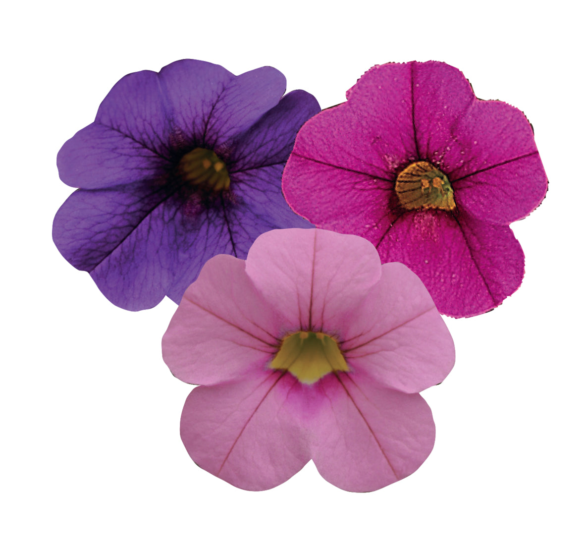 Calibrachoa Mixmaster (mini-petunia)