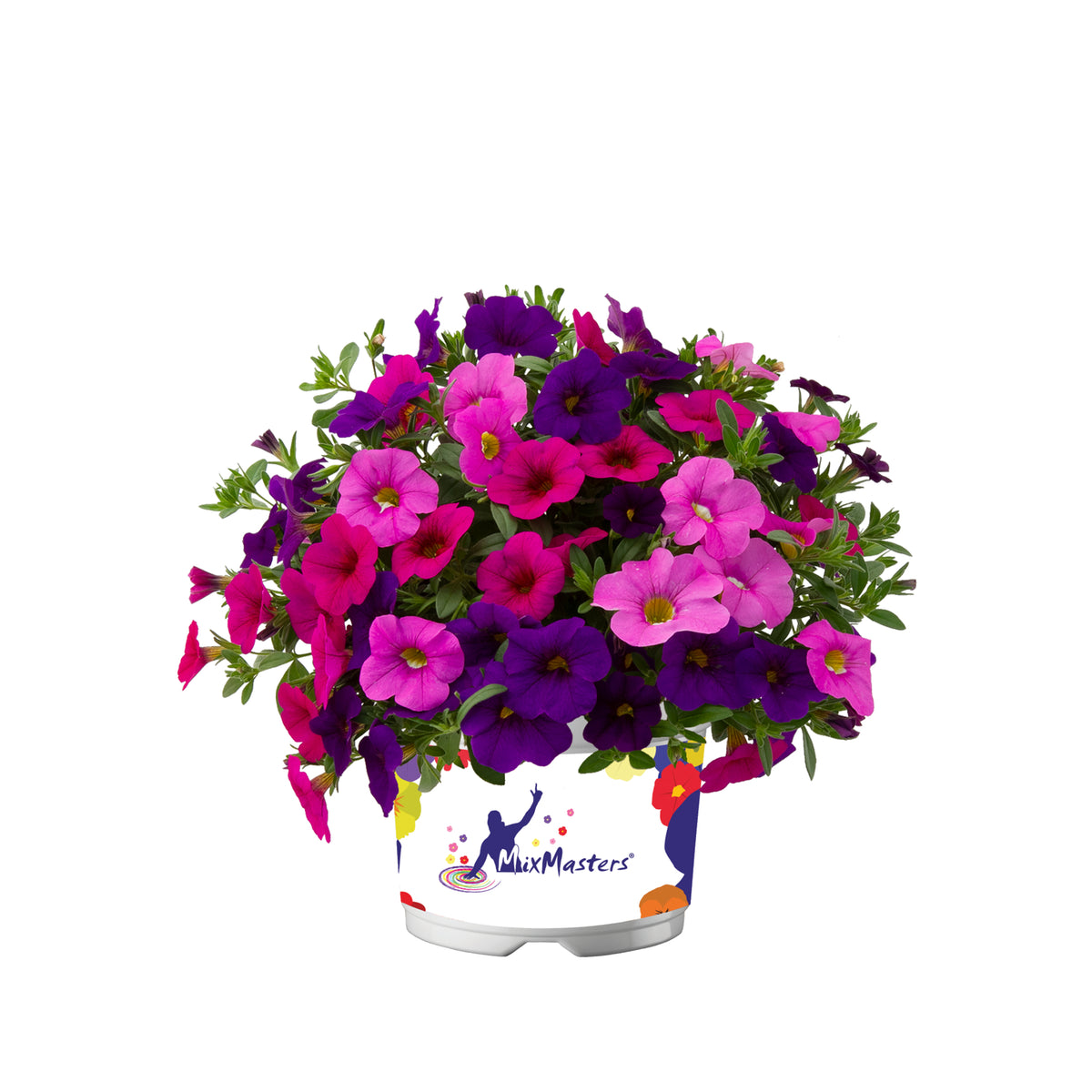 Calibrachoa Mixmaster (mini-petunia)