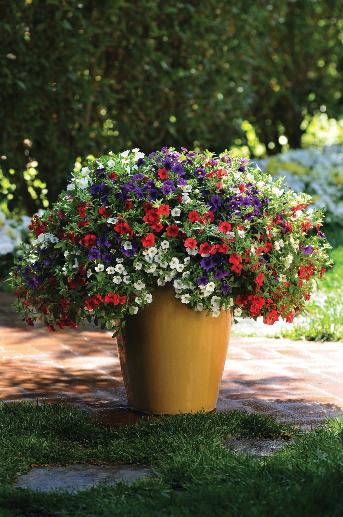 Calibrachoa Mixmaster (mini-petunia)