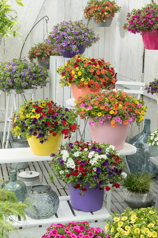 Calibrachoa Mixmaster (mini-petunia)