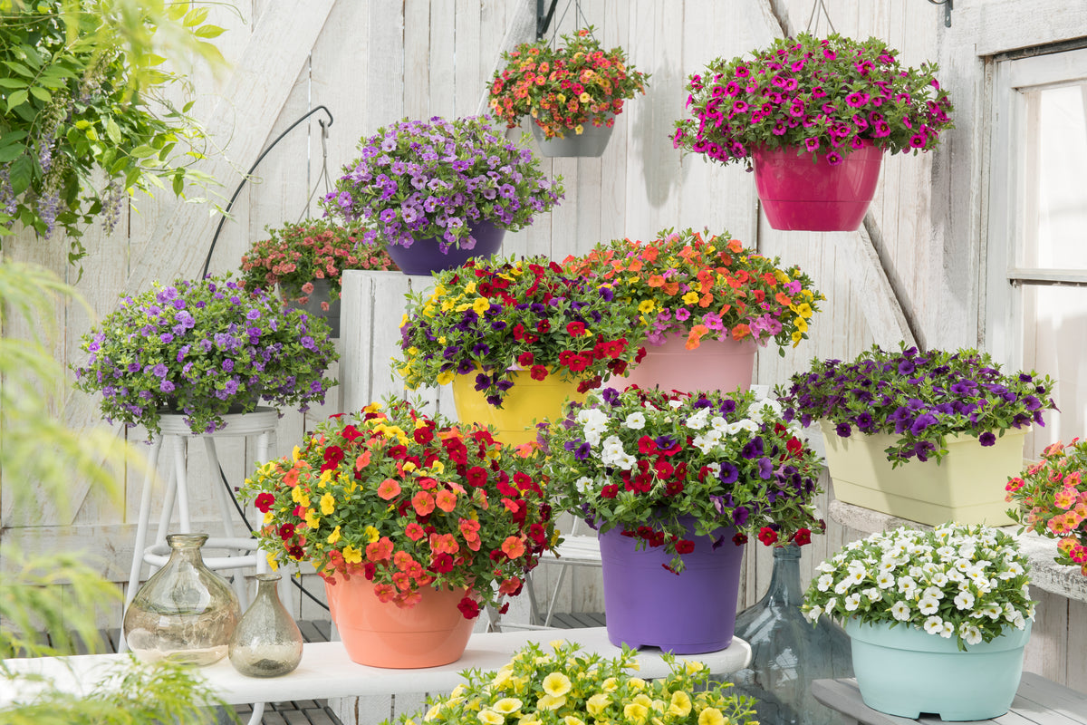 Calibrachoa Mixmaster (mini-petunia)