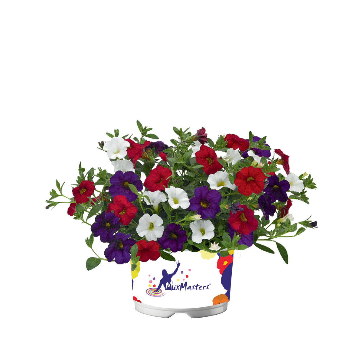 Calibrachoa Mixmaster (mini-petunia)
