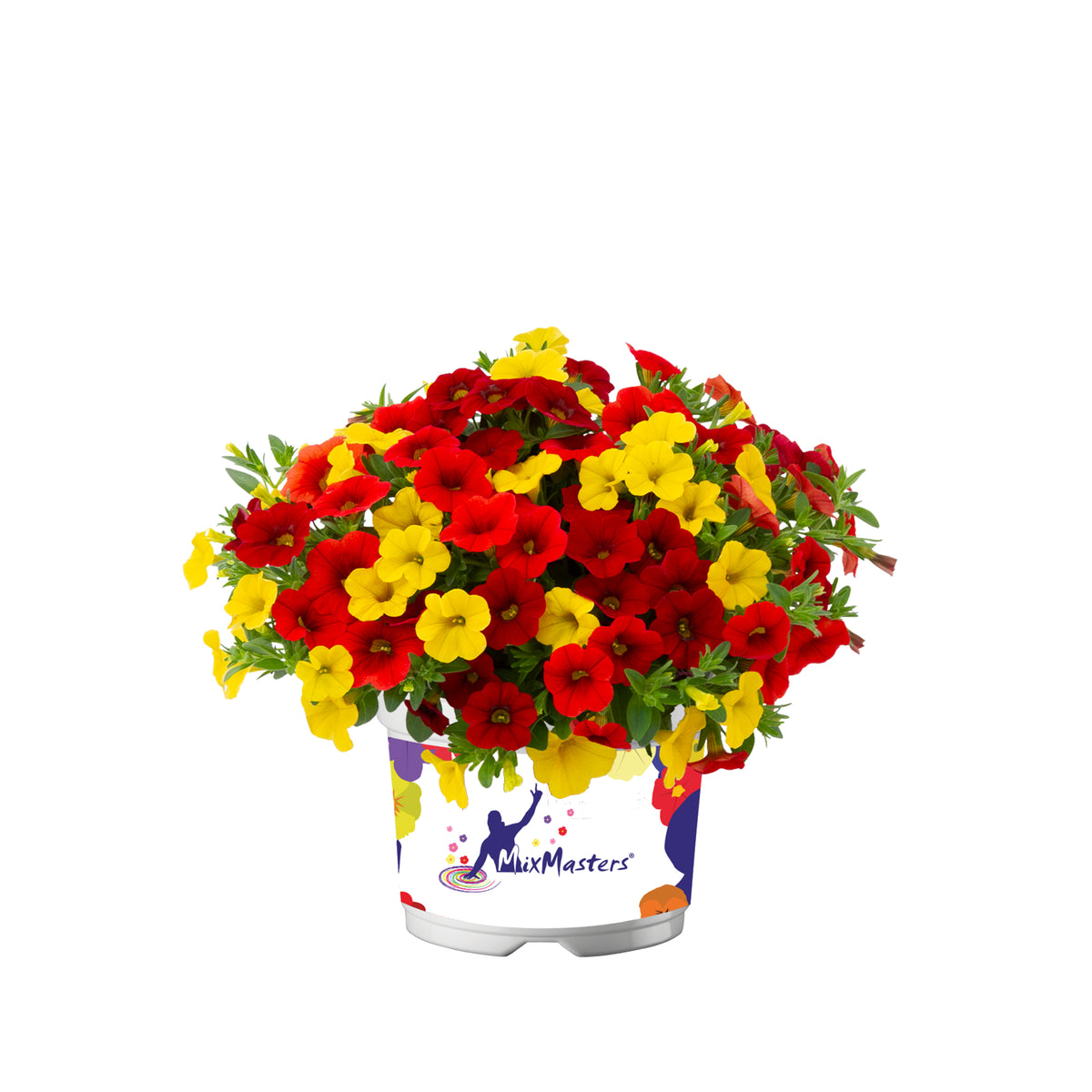 Calibrachoa Mixmaster (mini-petunia)