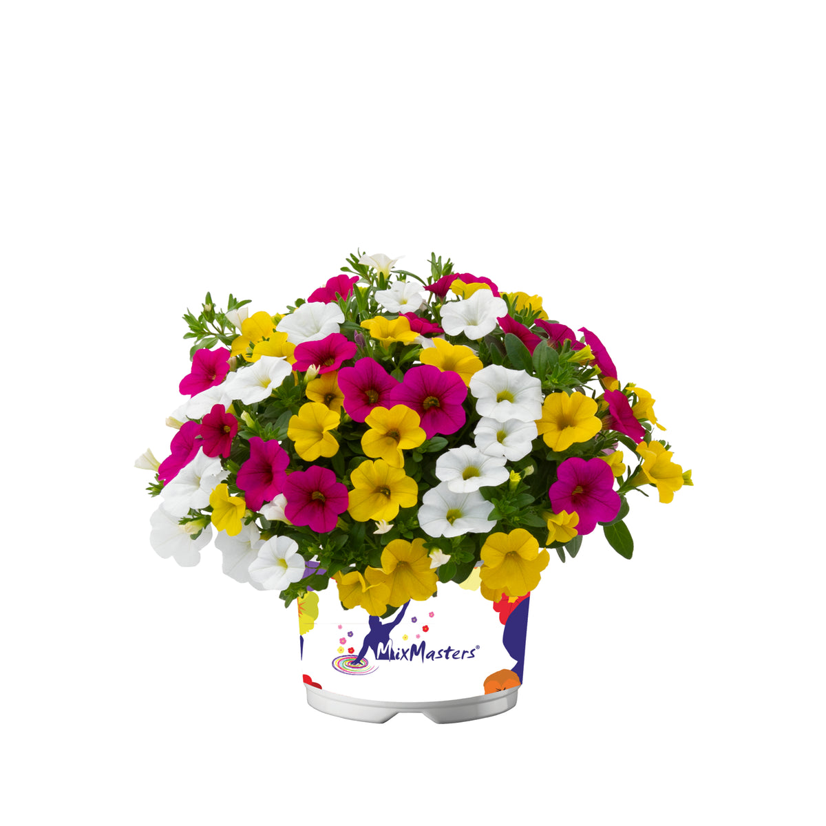 Calibrachoa Mixmaster (mini-petunia)