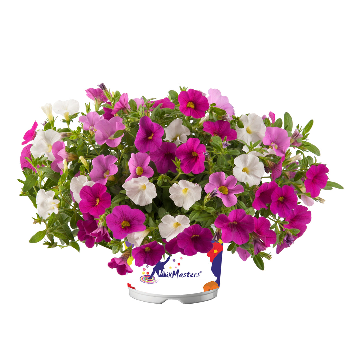 Calibrachoa Mixmaster (mini-petunia)