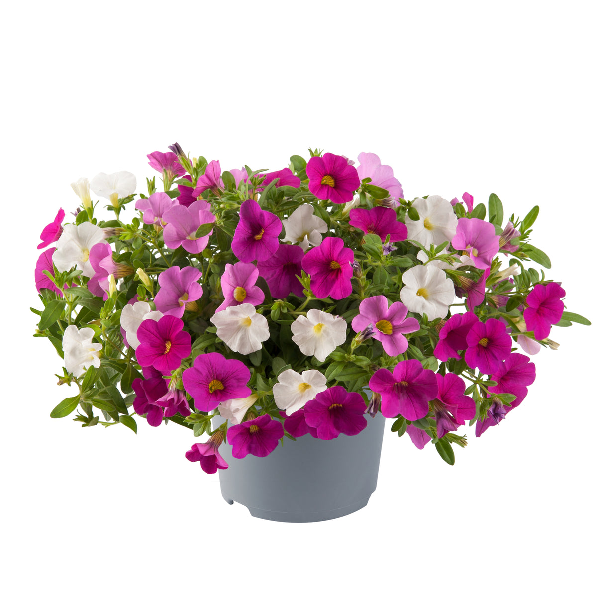 Calibrachoa Mixmaster (mini-petunia)