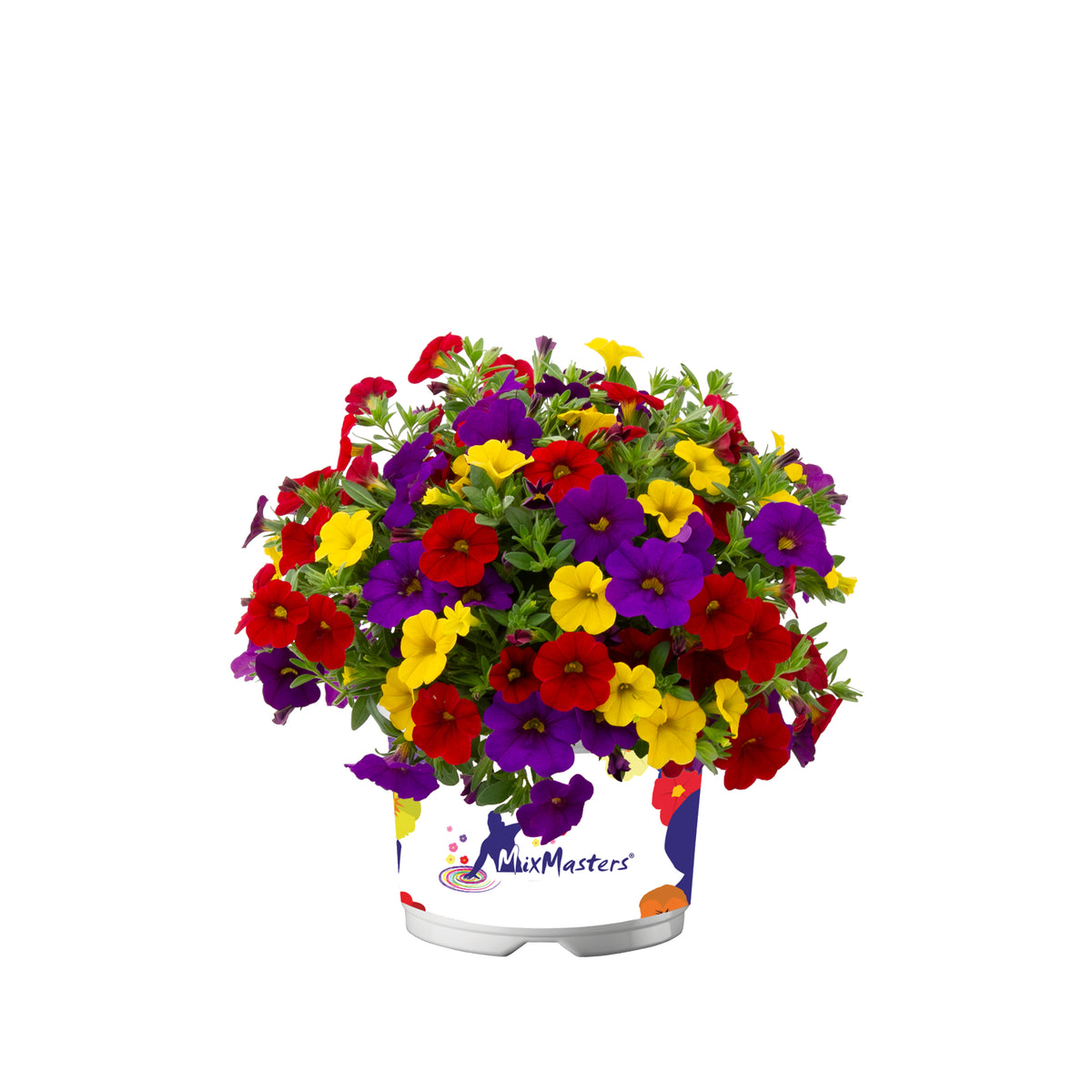 Calibrachoa Mixmaster (mini-petunia)