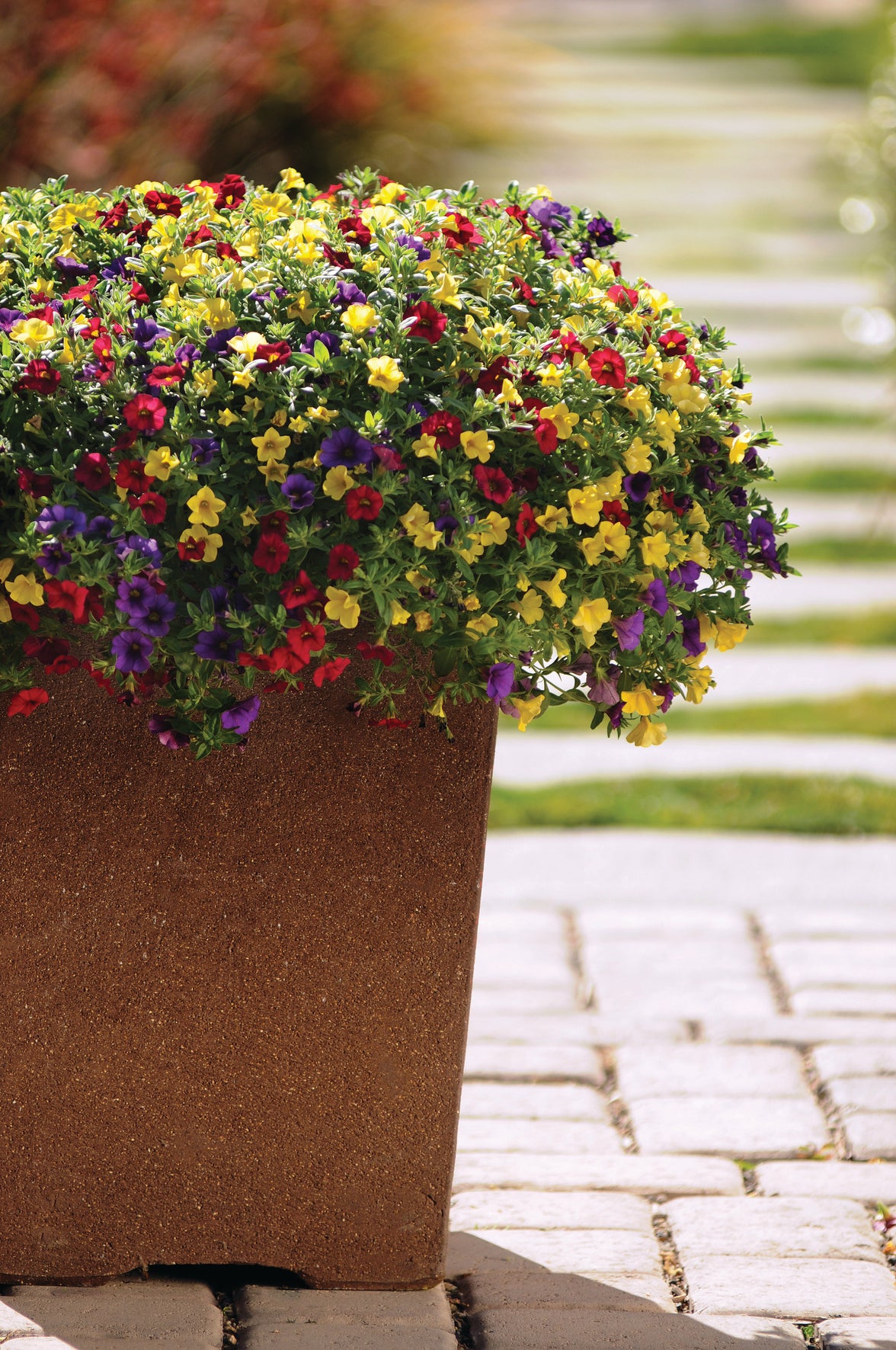 Calibrachoa Mixmaster (mini-petunia)