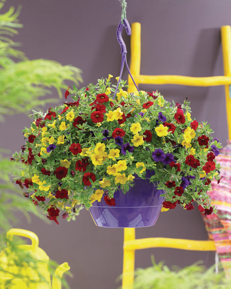 Calibrachoa Mixmaster (mini-petunia)