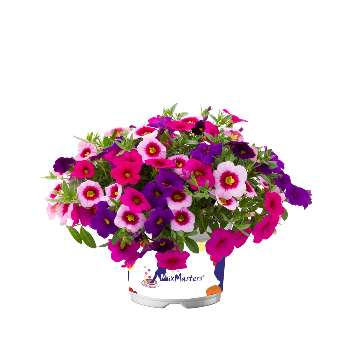 Calibrachoa Mixmaster (mini-petunia)
