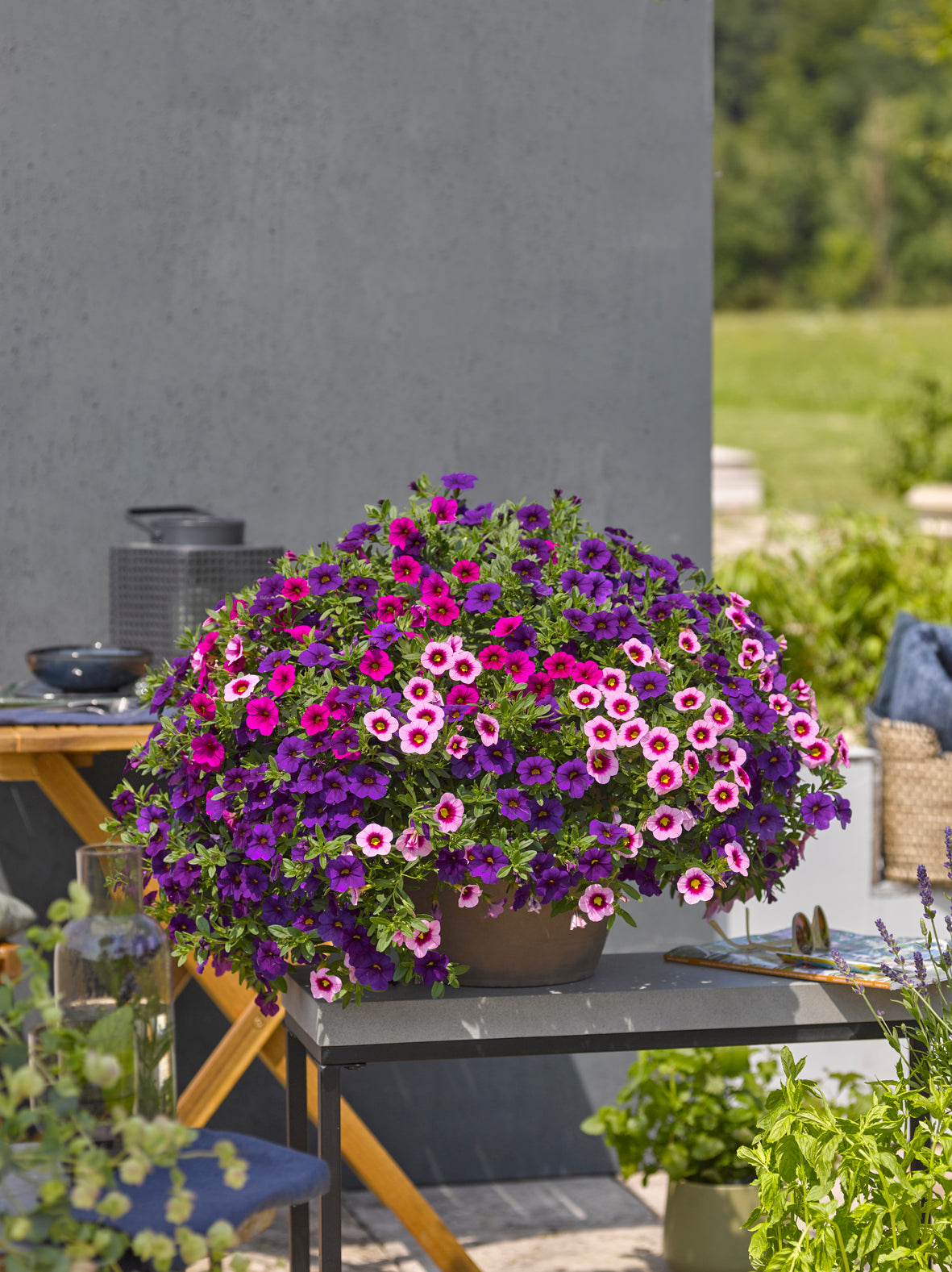 Calibrachoa Mixmaster (mini-petunia)