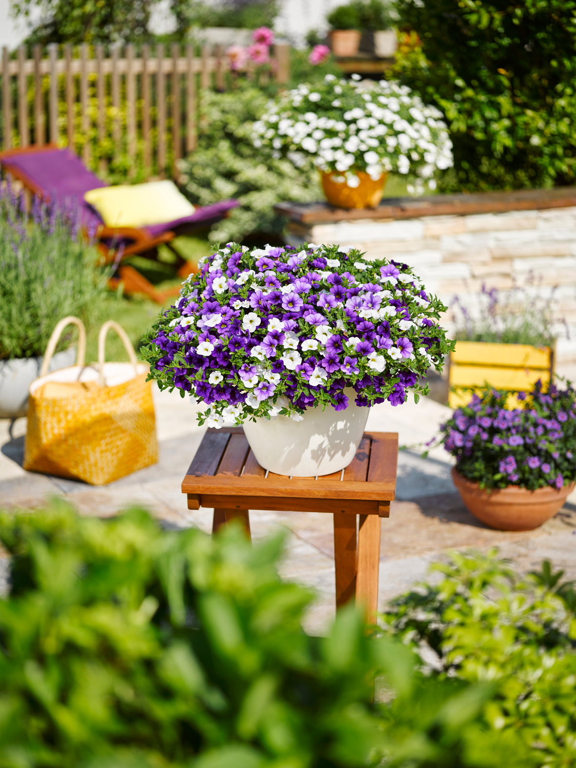 Calibrachoa Mixmaster (mini-petunia)