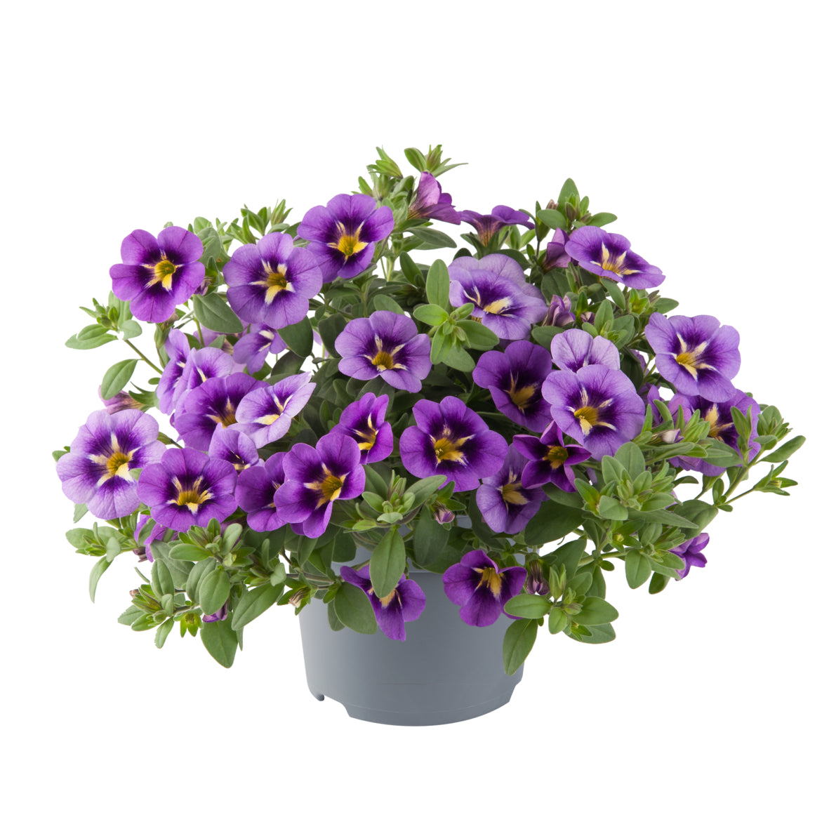 Calibrachoa (mini-petunia)