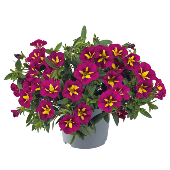 Calibrachoa (mini-petunia)