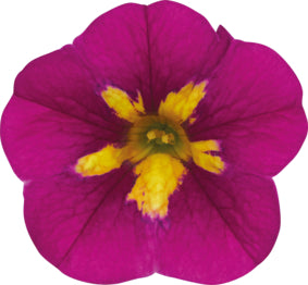 Calibrachoa (mini-petunia)