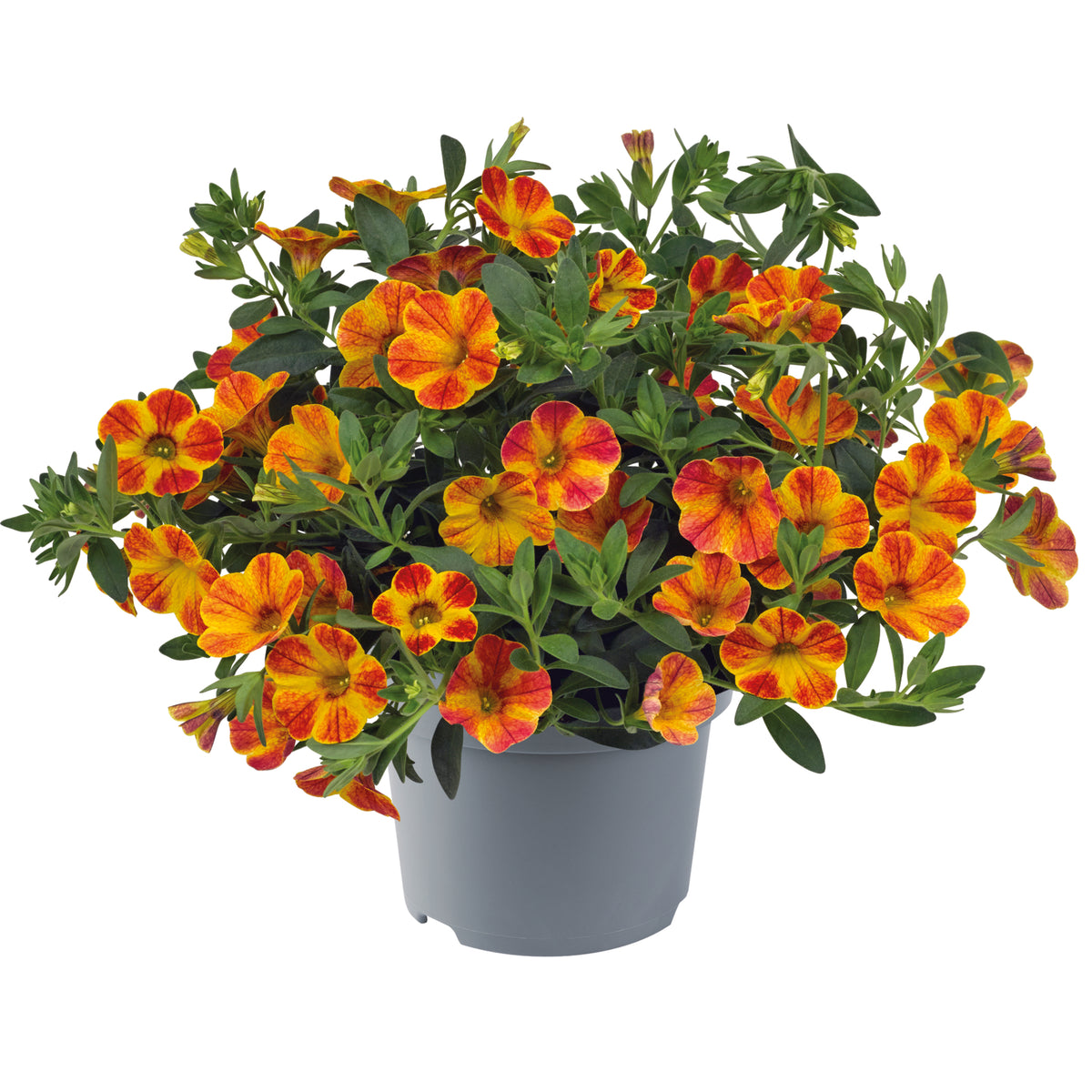 Calibrachoa (mini-petunia)