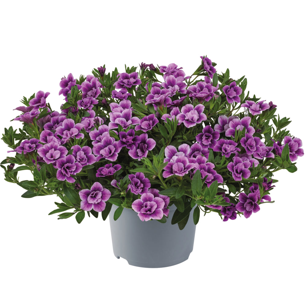 Calibrachoa (mini-petunia)