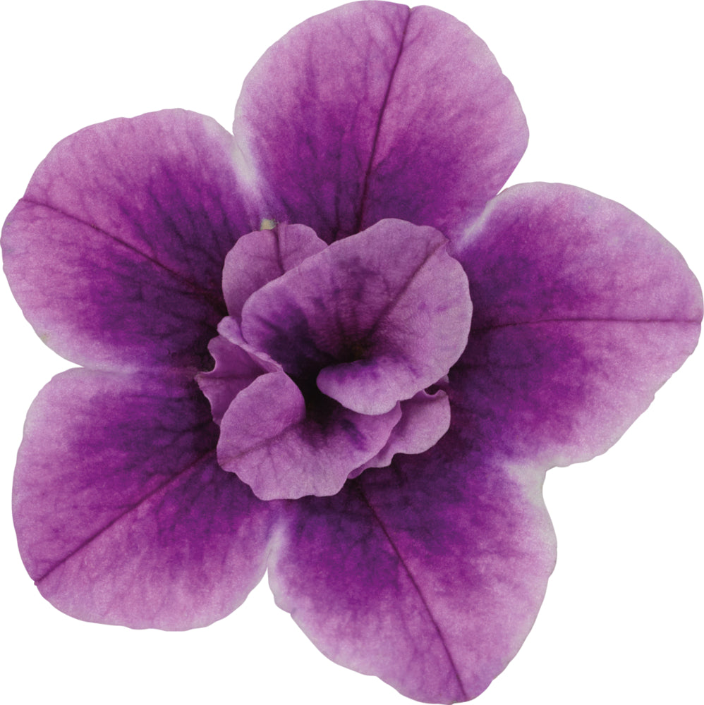 Calibrachoa dubbelbloemig (mini-petunia)