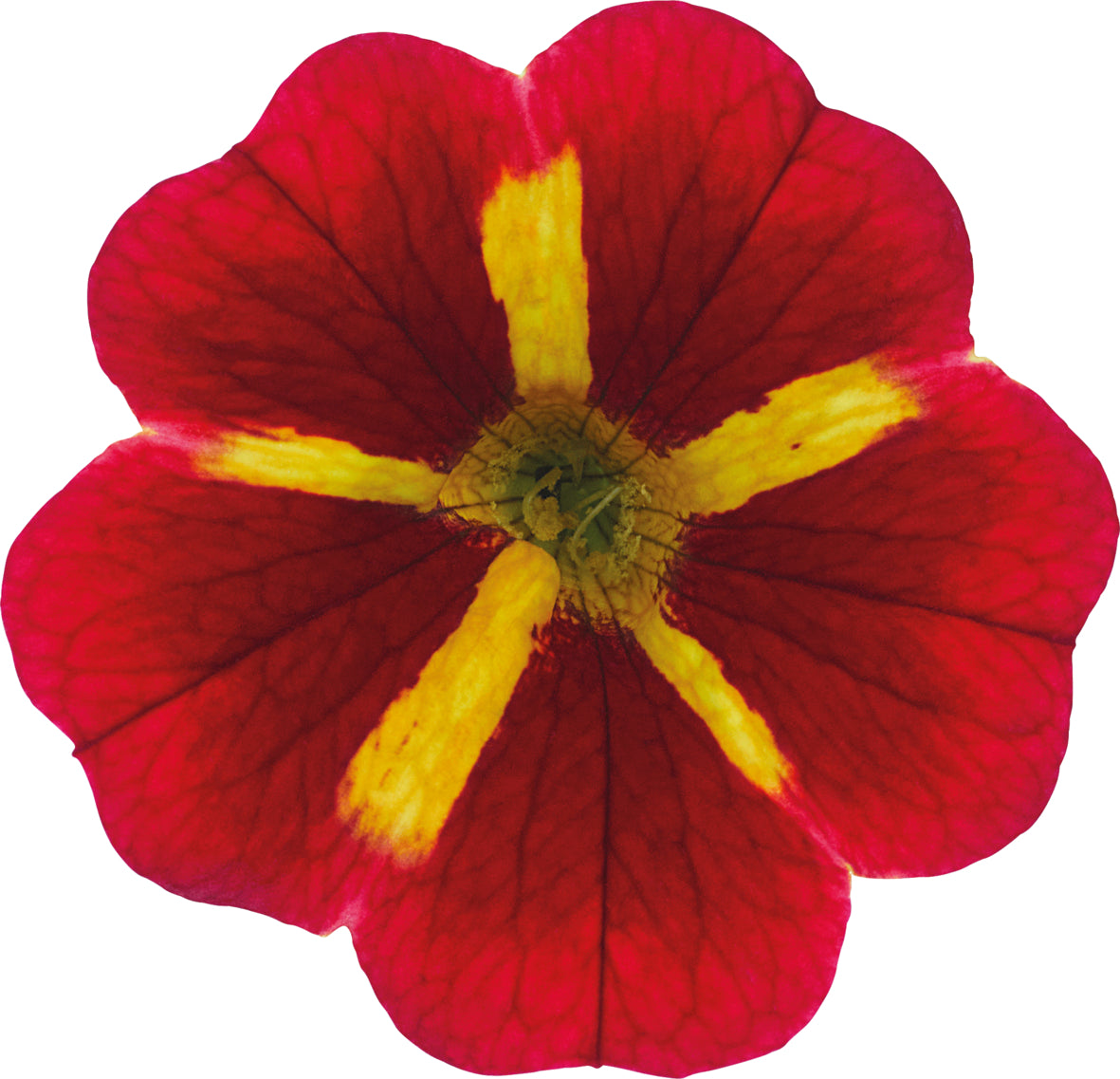 Calibrachoa (mini-petunia)