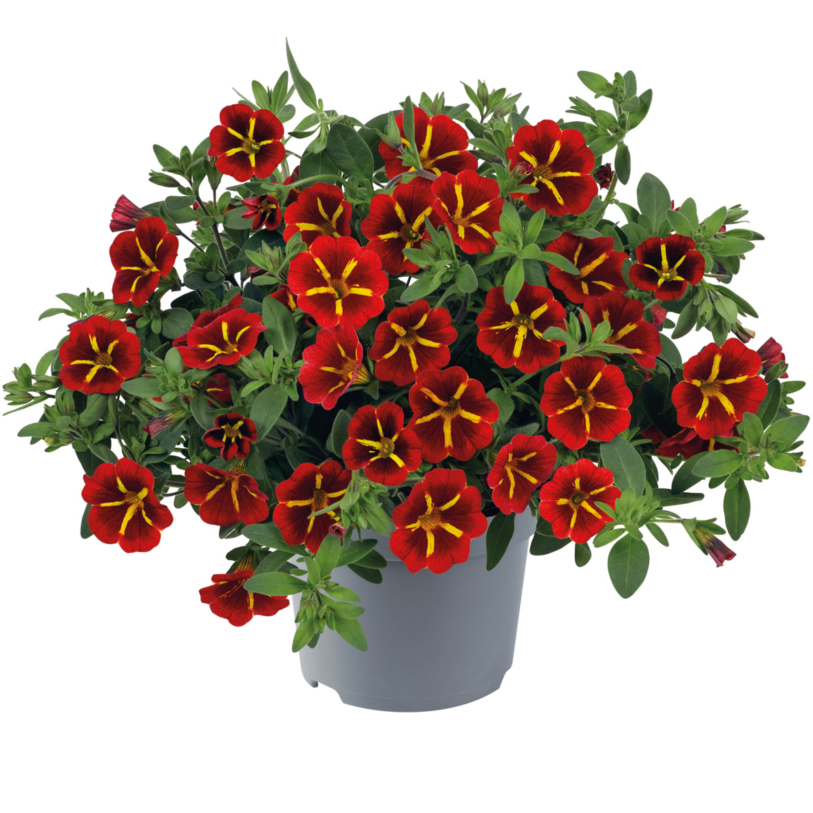 Calibrachoa (mini-petunia)