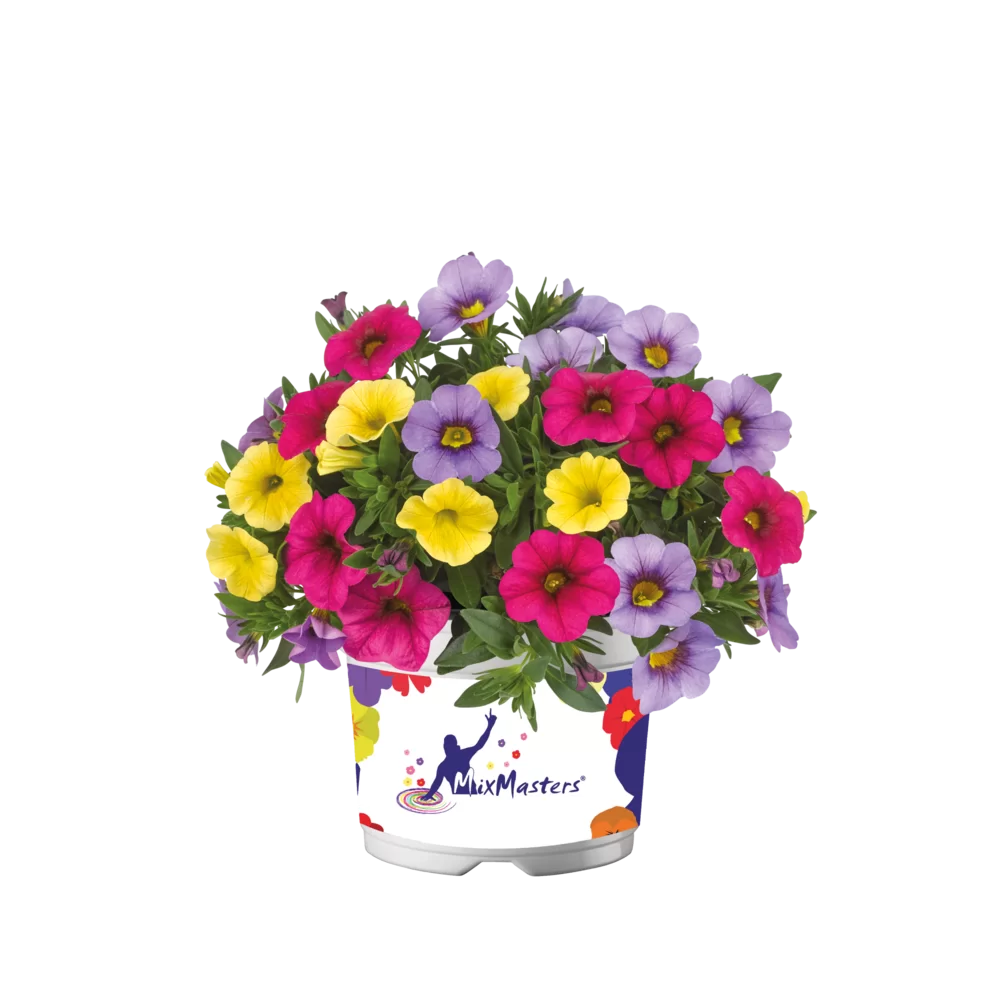 Calibrachoa compact (mini-petunia)