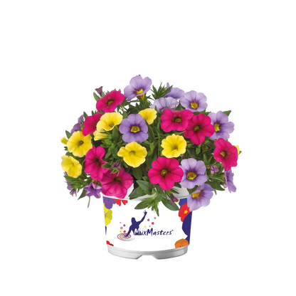 Calibrachoa Compact