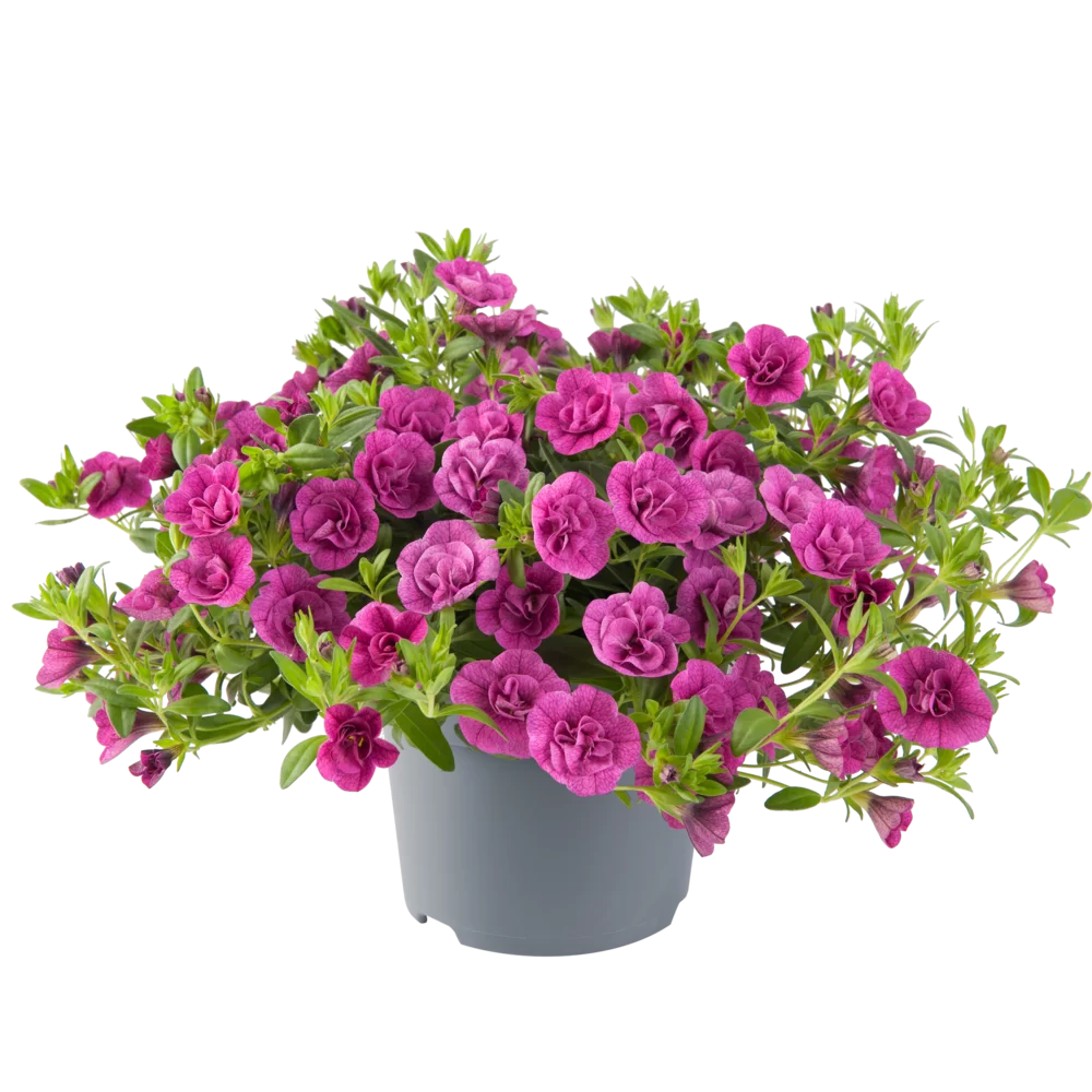 Flowerbag Premium
