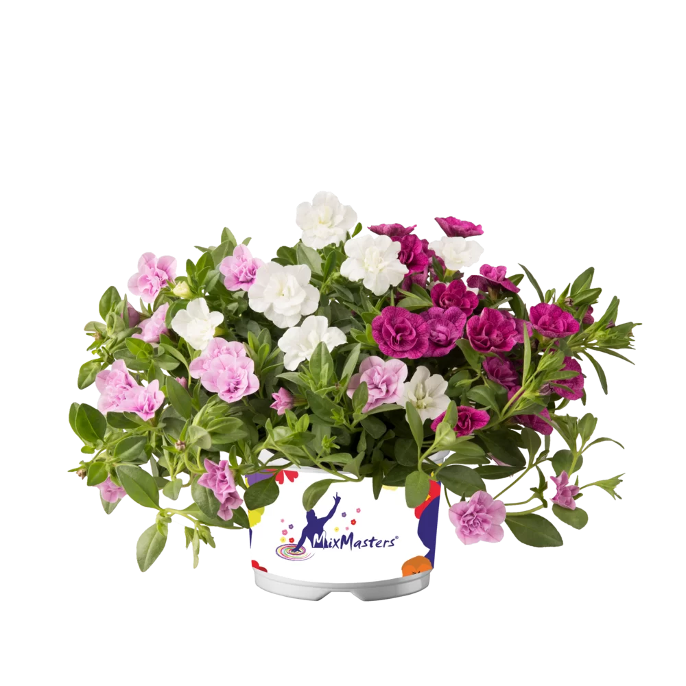 Flowerbag Premium