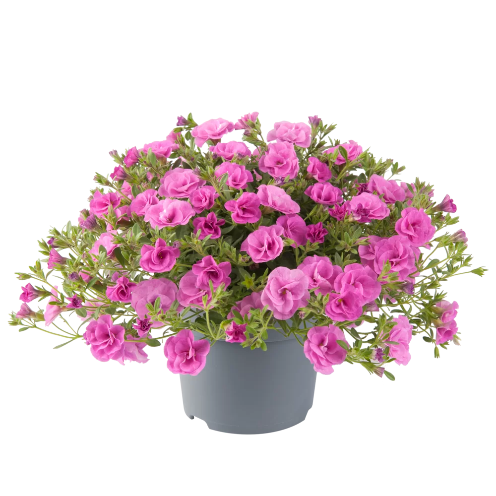 Calibrachoa dubbelbloemig (mini-petunia)