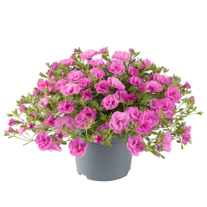 Calibrachoa Doppelblütig