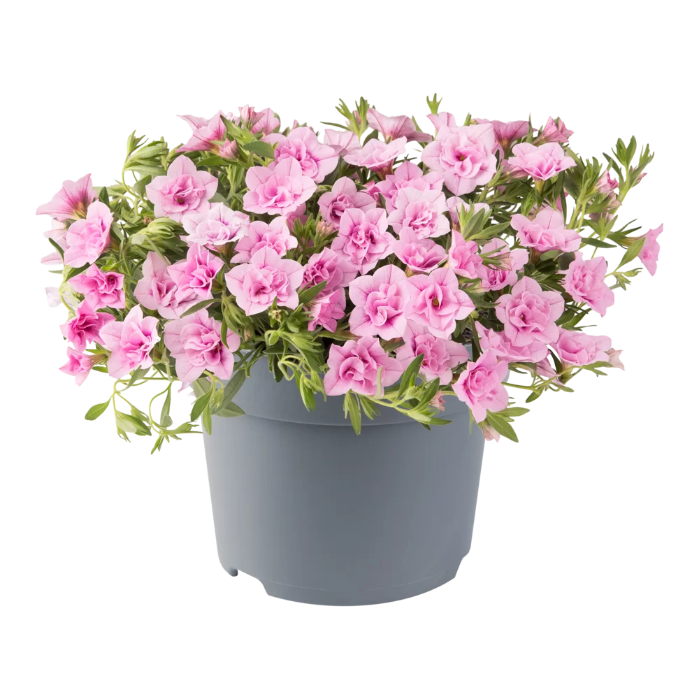 Flowerbag Premium