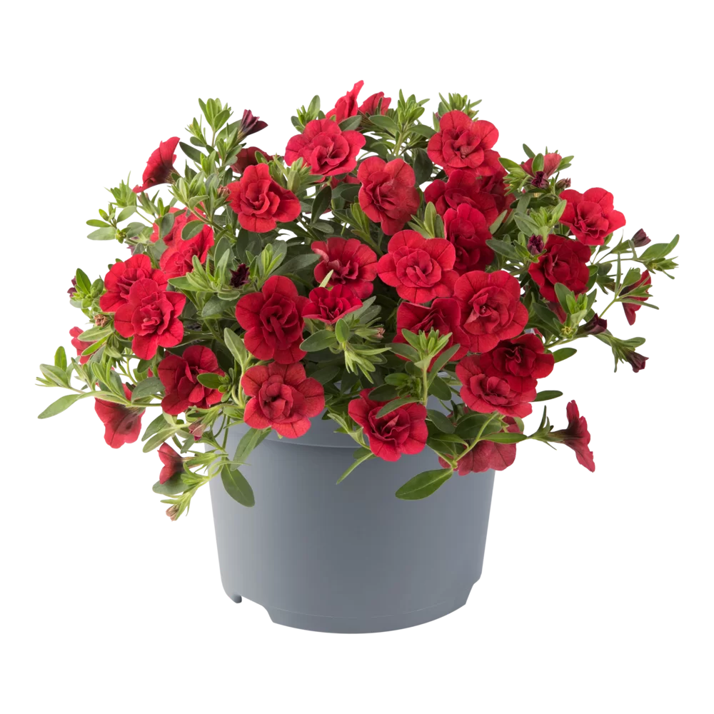 Calibrachoa dubbelbloemig (mini-petunia)
