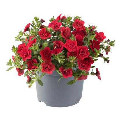 Calibrachoa Doppelblütig