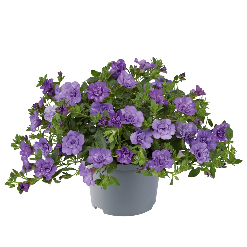 Flowerbag Premium