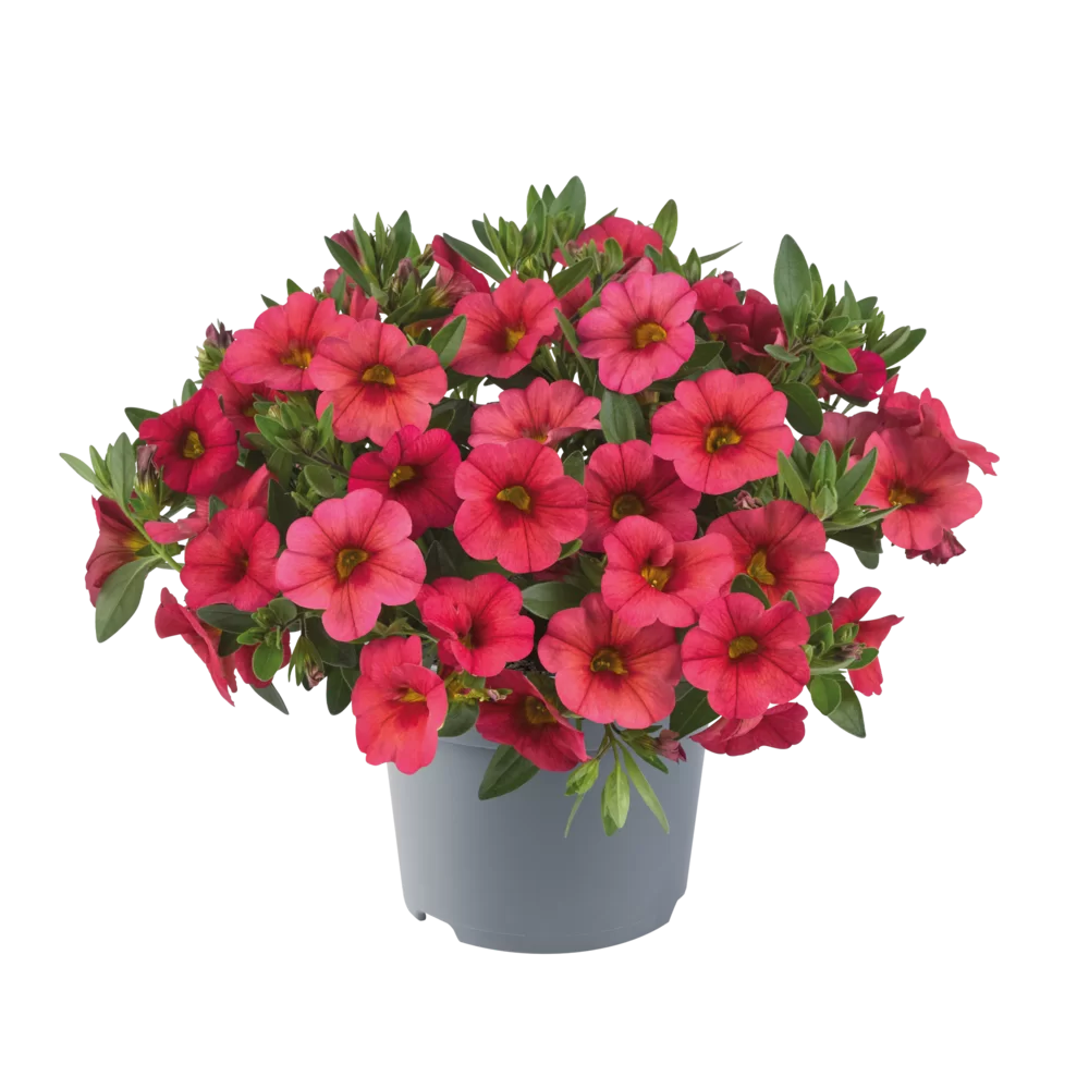 Calibrachoa (mini-petunia)