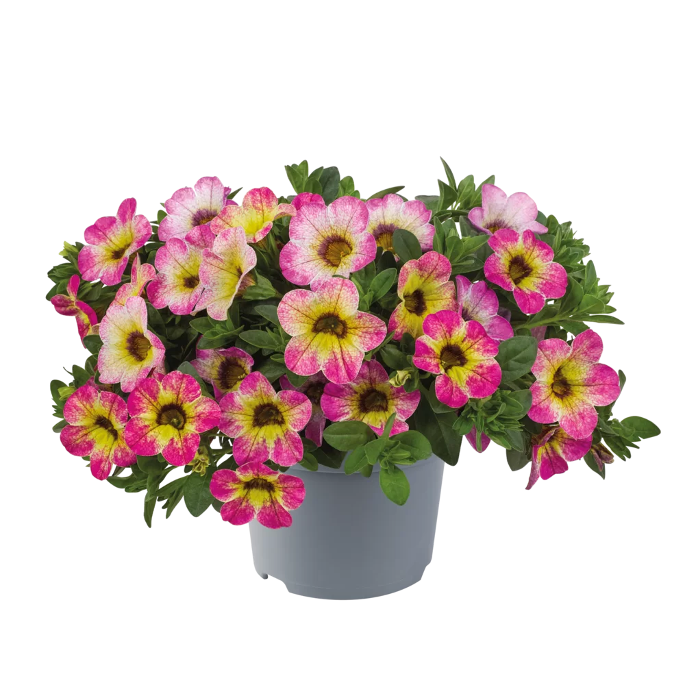 Calibrachoa (mini-petunia)