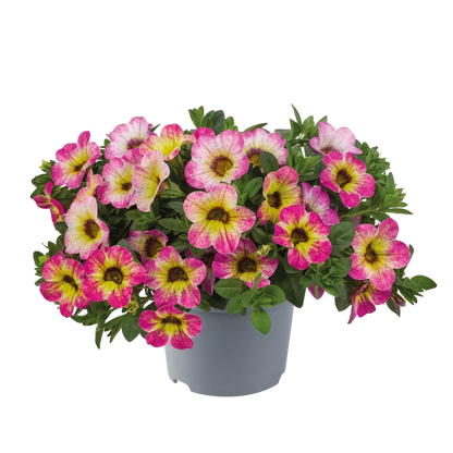 Calibrachoa (Parviflora)