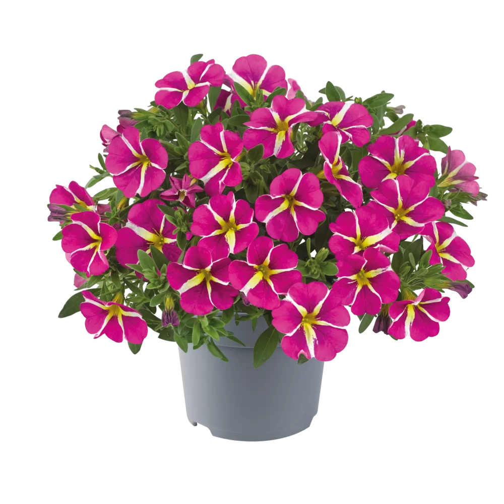 Flowerbag Premium