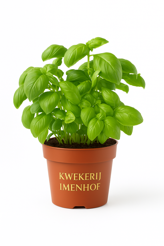 Biologische Basilicum