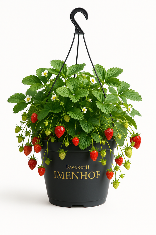 Erdbeeren in Hängetöpfen