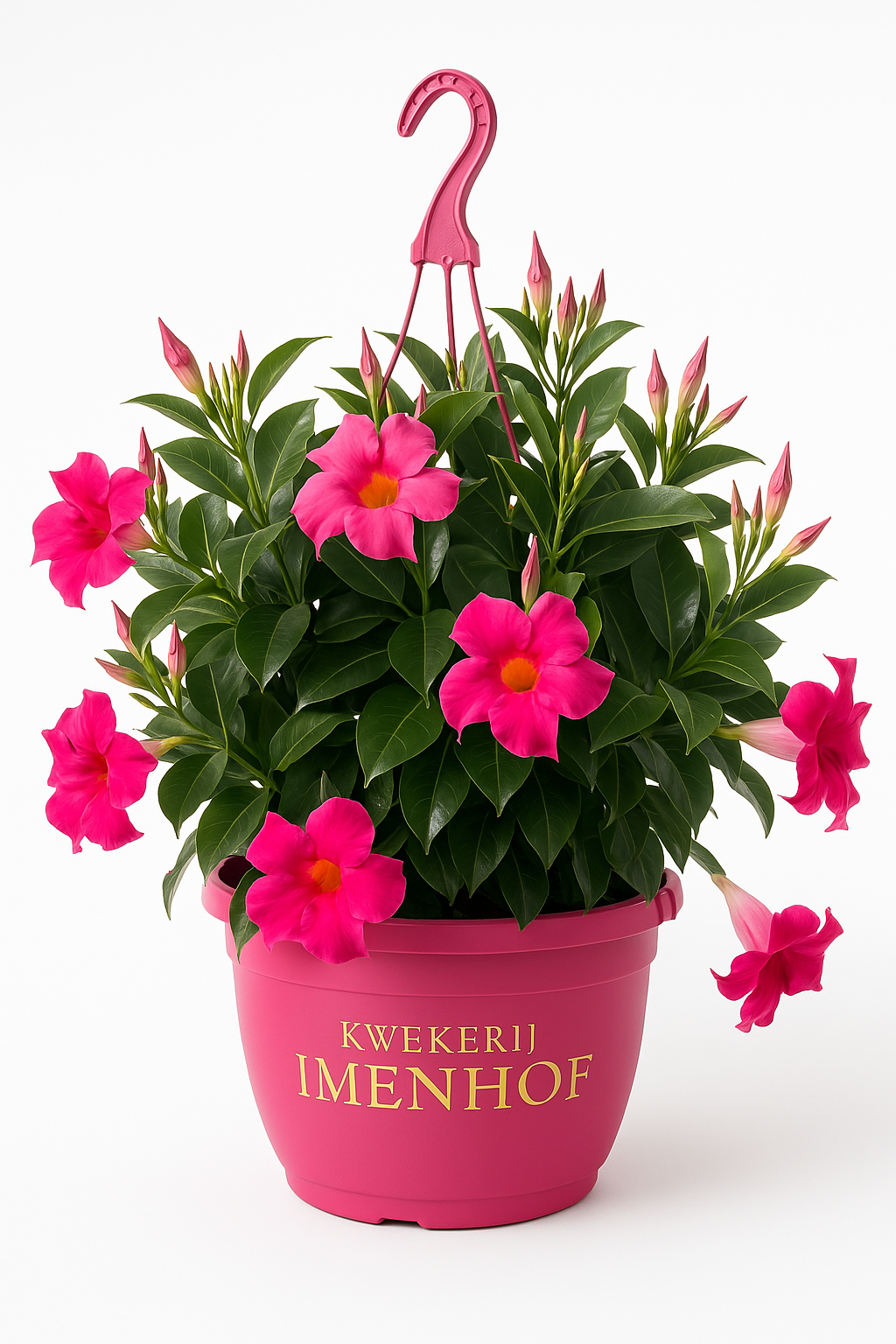 Sundaville hangpot (Mandevilla)