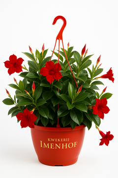 Sundaville hangpot (Mandevilla)