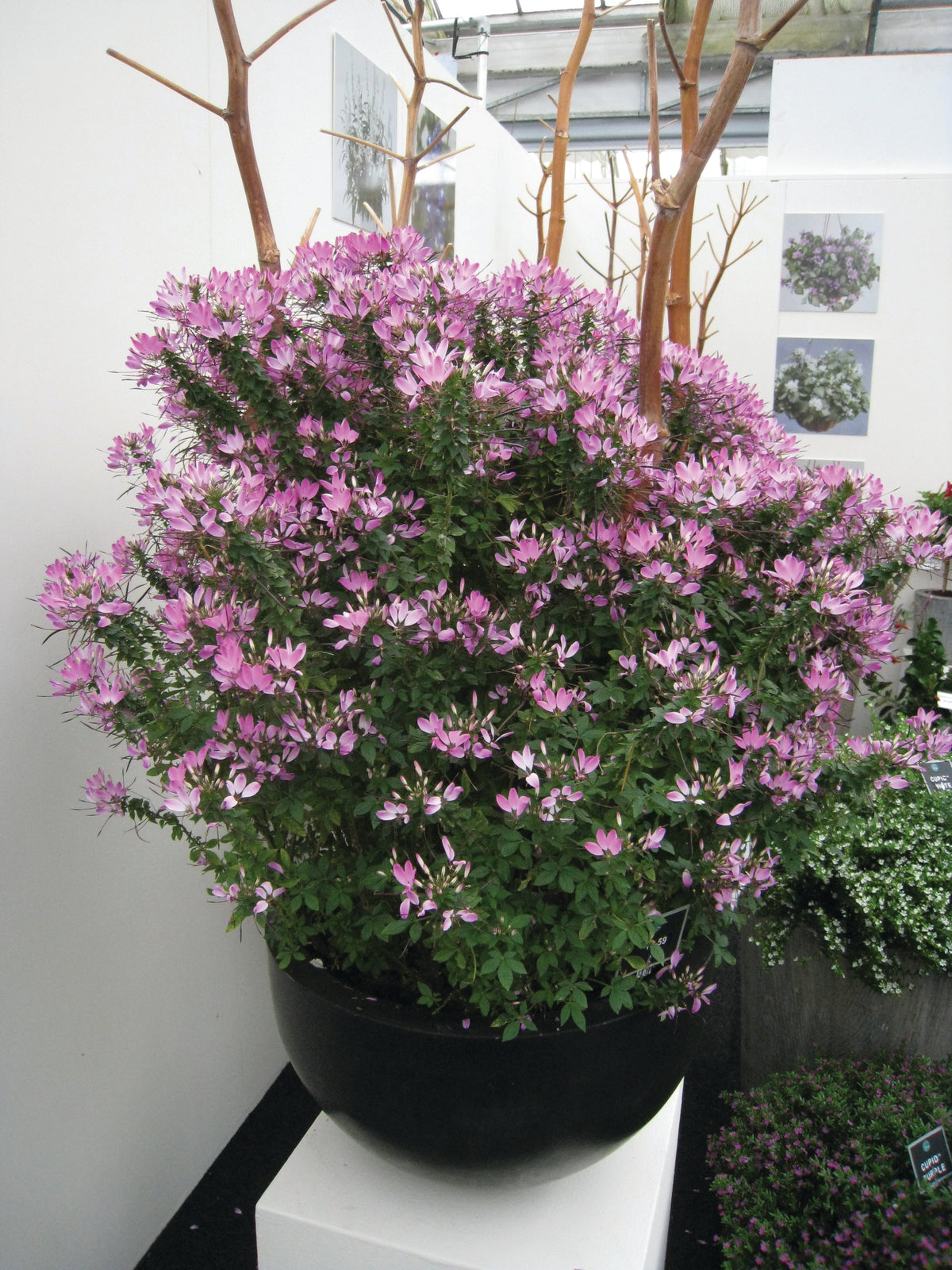 Cleome (spinbloem)