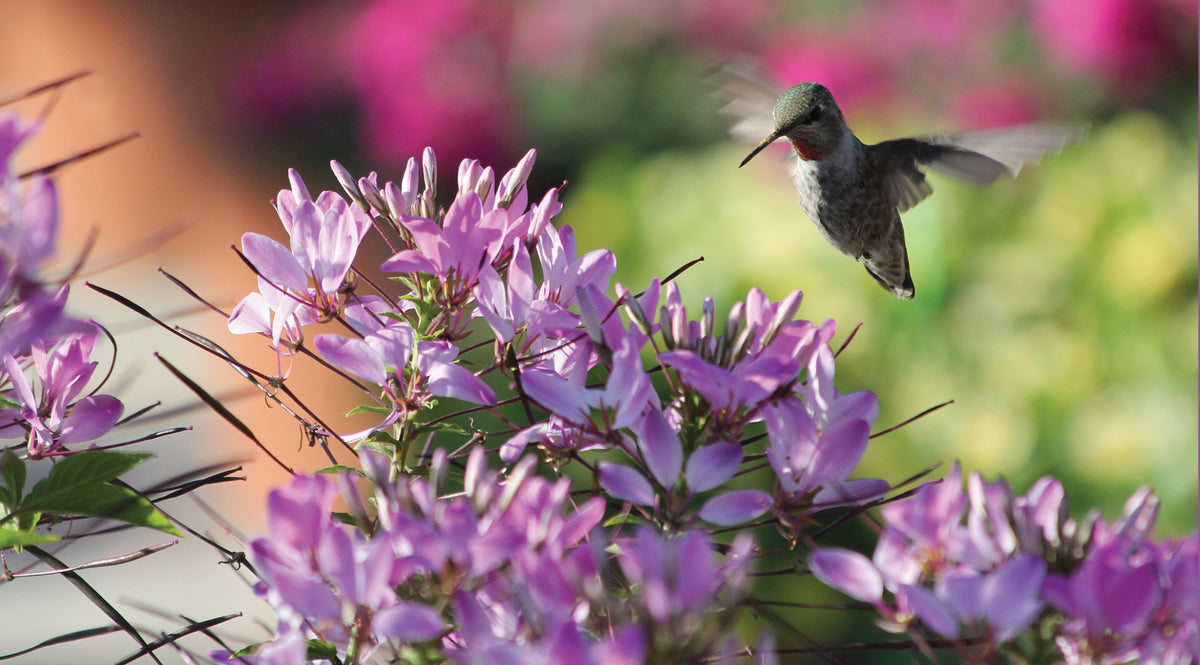 Cleome (spinbloem)