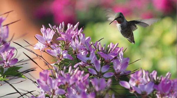 Cleome (spinbloem)